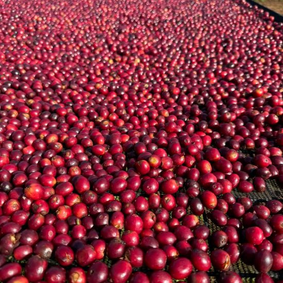 IMG-20240918-WA0008 (1)