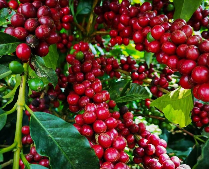 aea9755df358dde9e866052d6b154420