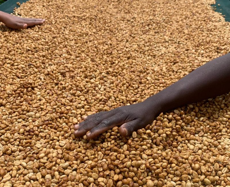 sarinikahawa-17-11-2025-0002